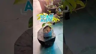 #scam #nurseryplants #schefflera #dwarfschefflera #repotting #pottingmix #hildacrafty #sunday
