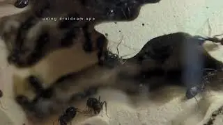 蟻讀館 Antarium｜螞蟻們究竟要把卵幼搬去哪裡？Where will Ants Move the Eggs to?｜Ant Colony Live#12