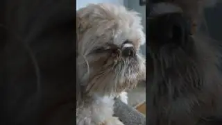 Sigma Dog Edit #sigma #dog #cute #cutedog #dogcute #edit #viralsound #shortvideo #shorts