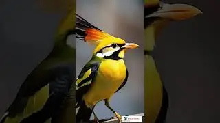 Birds in Motion AI Driven Animation Masterpiece 💯 #backyardbirds #backyardbirdwatchers #birds