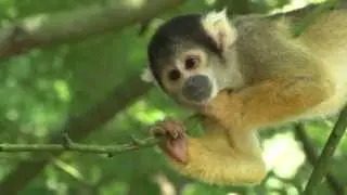 Vroege Vogels - Reportage Gorilla's en Violen