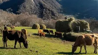 Hidden Mountain Life: Traditional Farming, Cows & Hay Harvest Far From Civilization