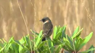 Stonechat Loch Buie Isle Of Mull