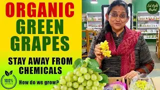 Organic Green Grapes | How Do We Grow Them? | Stay Away from Chemicals
