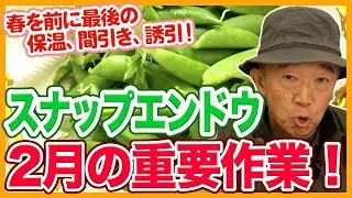 家庭菜園や農園のスナップエンドウ栽培で2月の重要作業！春を迎える前にやるべきお世話とスナップエンドウの育て方！【農家直伝】