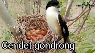 burung cendet dada putih gondrong || dg 4 ekor anak