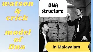 Watson and Crick model of DNA