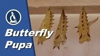 🔬 042 - Butterfly pupa under the microscope (and also butterfly life cycle)