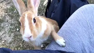 Very friendly bunny asked if it could sit on my lap.