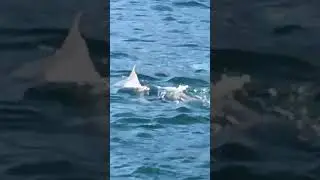 Wild Dolphins Watching in Khasab Oman