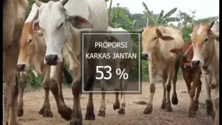 SDG Jawa Barat Sapi Pasundan