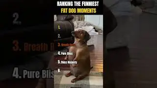 RANKING THE FUNNIEST FAT DOG MOMENTS 🤣🐶 | Big boi energy