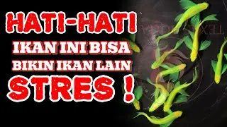 KENAPA Ikan Danio Slayer Disebut Pembunuh Kecil? Fakta Mengerikan yang Jarang Dibongkar!