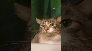 Ghost the friendly kitty!