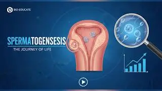Spermatogenesis | Embryology | Easy Explanation |