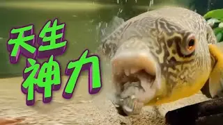 【on.cc東網】東網奇趣：雞泡魚牙力驚人　咬碎貝殼十足老虎鉗