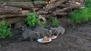 The 4 children of the stray black cat are all little blue cats, so cute