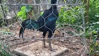 The most beautiful fighting cock of 2024 Thomo boxer