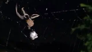 When Spider Mating Goes Wrong. Part 3of4 -  Eriophora sp (garden orb weaver)