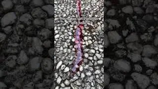 I beat salt transition salttransition transition transitionedit #Shorts #fun