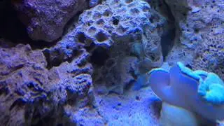 Yellowhead Jawfish making a new home
