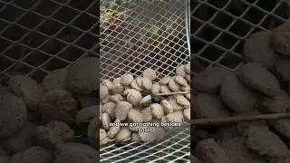Pulling up minnow trap day 5!#shortvideo #minnow#god#shorts #shortsvideo #water