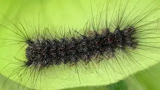 Arctiidae-Moth Caterpillar