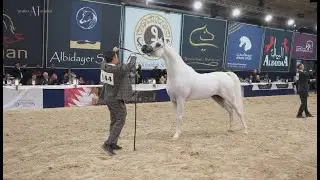 👑 ALEXXANDERR 👑 - Gold Champion Senior Stallion - 2022 All Nations Cup