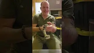 200 seconds of nothing but rattlesnake free handling. #Notdeadyet #complainaway #venomous
