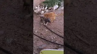 goose attack dog | protect her chicks