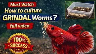 Grindal worms culture Telugu lo #bettafishuae #fishfoods #betta #fishtank 