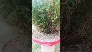 Mini Bamboo Plants #happygardeningbd