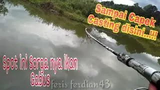 Mancing Di Sarang Ikan Gabus Besar Mantap!!! || Casting Shakehead || Casting Ikan Gabus