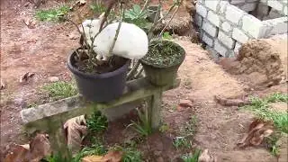 Sofia the naughty plant eating rabbit