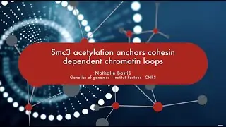 Smc3 acetylation anchors cohesin dependent chromatin loops