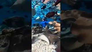 String Ray 2