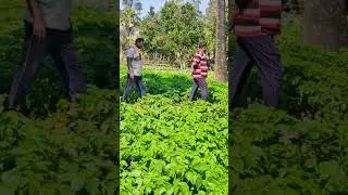 Potato Farming Video//#shorts #farming #shortvideo #viral #desiviilagelifetstyle
