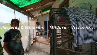 Mildura Victoria Australia ( Wine District Supported by the Murray River )