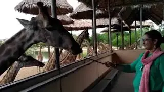 When Giraffes ate bananas straight out of our hands.... | Safari World and Marine Park Thailand