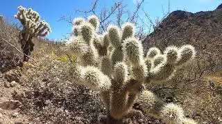 Vanabode - Extraordinary cactus in Arizona