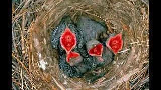 House Crow Corvus splendens Eggs For Hatching in The Nest