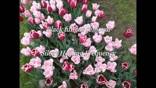 Black fungus removal Silent Healing Frequency