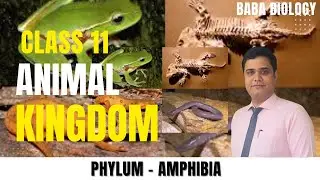 PHYLUM AMPHIBIA  | KINGDOM ANIMAL | CLASS 11 | BABA BIOLOGY