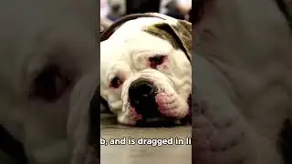 Top 10 funniest animal tantrums. #hilarious #tantrums #animallover #animallife #animalworld