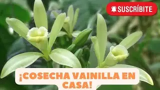 !Tener  una planta de vainilla  en casa es posible! #youtube