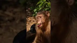 🐒 Rhesus Macaque & Myna  Nature&rsquo;s Gentle Healer #animalrescue