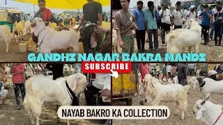 BHOPAL GANDHI NAGAR BAKRA MANDI - 18 JAN 2026 #foryou #sastebakre #viralvideo #gandhinagarmandi #eid