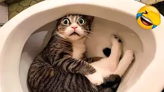Funniest Dog and Cat Videos of 2026😼🐶Try Not To Laugh Challenge😜