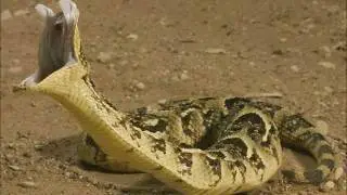 The Arabian Desert (A Wildlife Documentary Film)