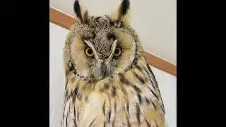 Long-eared Owl - Owl Calls and Sounds